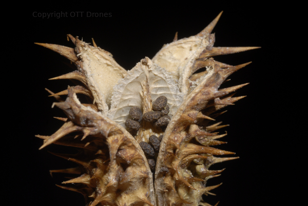 Jimson Weed or Datura stramonium