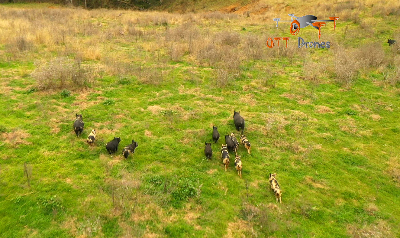 Feral pigs Feral pigs in Loomberah